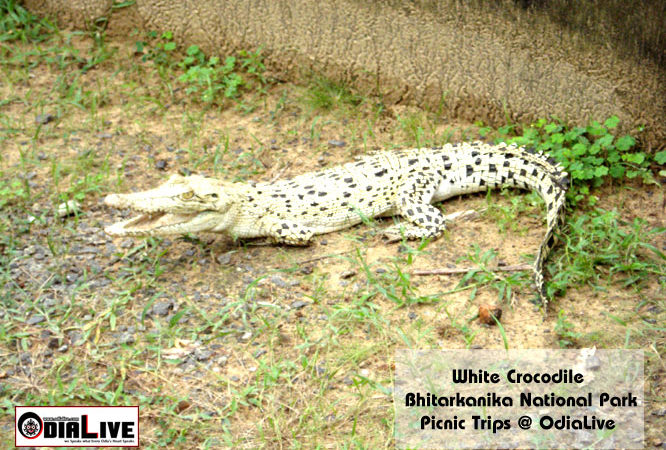 Bhitarkanika National Park img