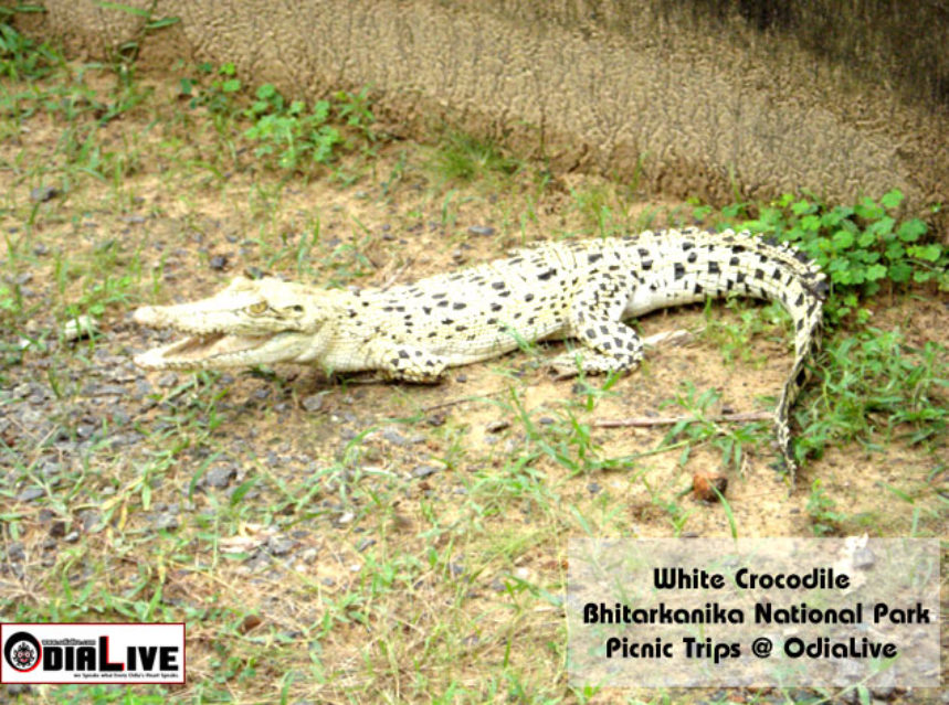 Bhitarkanika National Park img