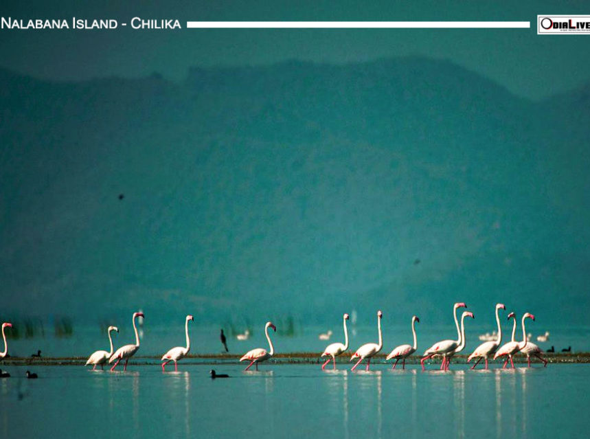 Nalabana Island The Paradise For Bird Watchers img