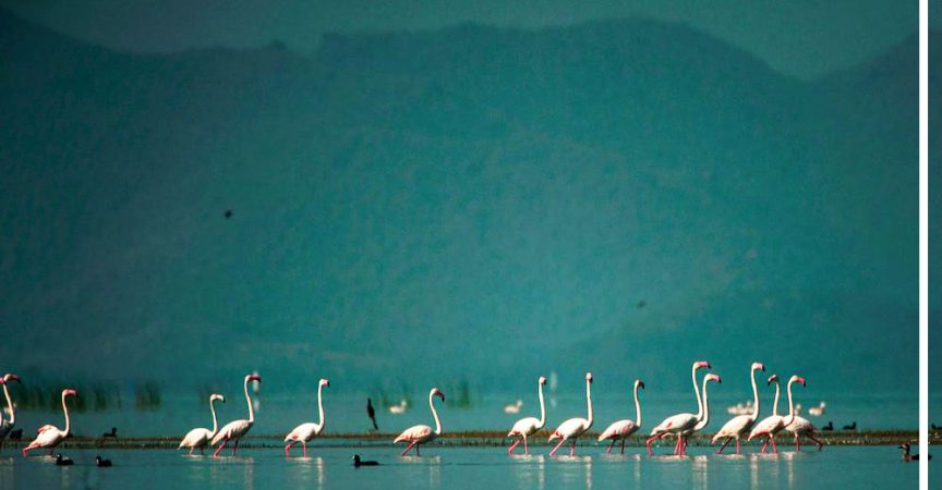 Nalabana Island The Paradise For Bird Watchers img