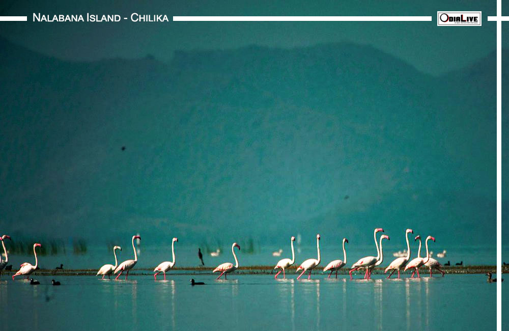 Nalabana Island The Paradise For Bird Watchers - Chilika Lake